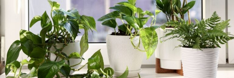 Hava Kalitesini Artıran 7 Ev Bitkisi